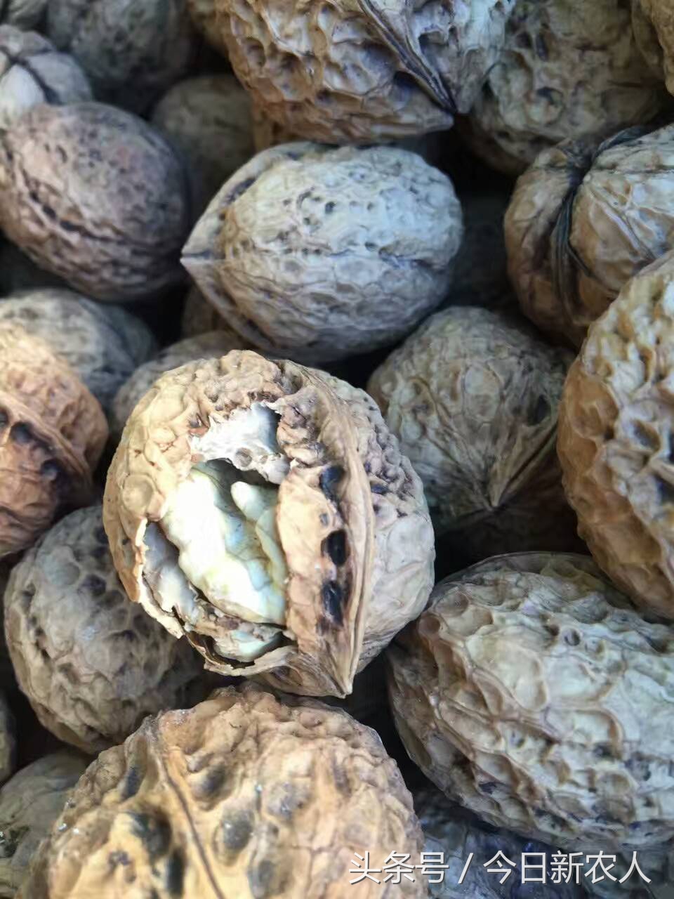 乡村种植农产品有哪些,50亩农田怎么种植多种农产品