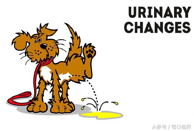 15种狗狗常见病治疗,狗狗生病了有哪些症状