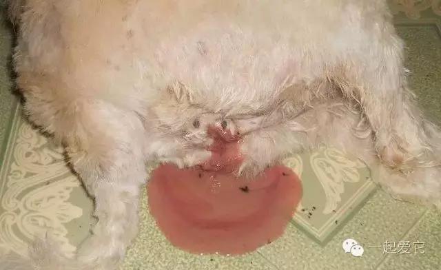 宠物知识狗狗,养宠知识狗狗肢体语言解读