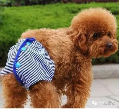 宠物知识狗狗,养宠知识狗狗肢体语言解读