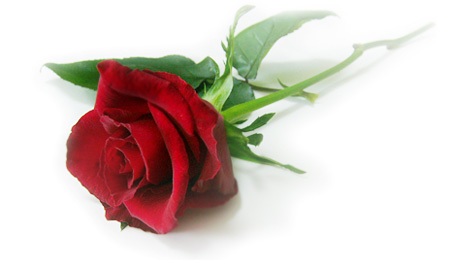 玫瑰花对于女生的意义,你知道不同花的花语是什么吗