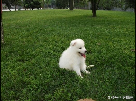 萨摩耶犬训练零食,萨摩耶护食狗训练