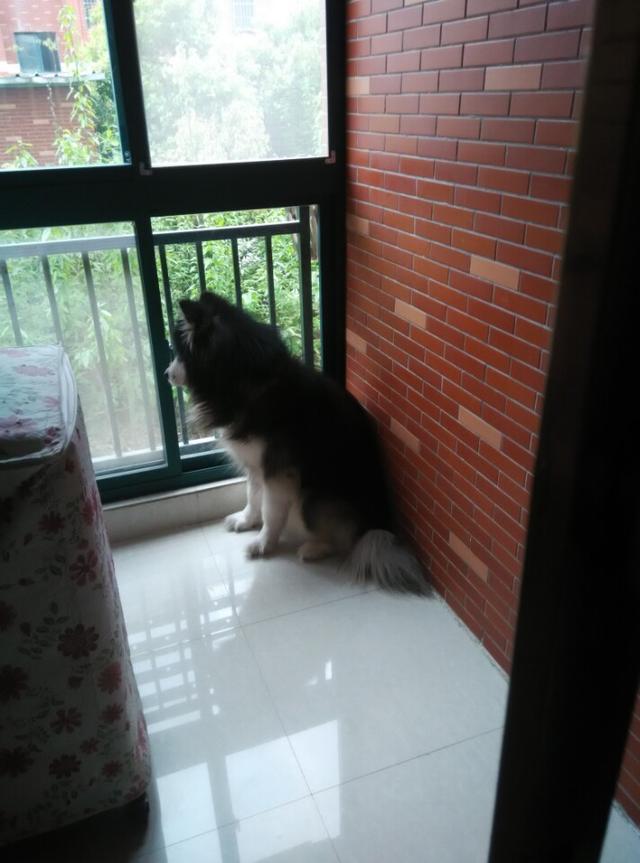 男子饲养了8年的狗狗,男子喂养七年的宠物狗