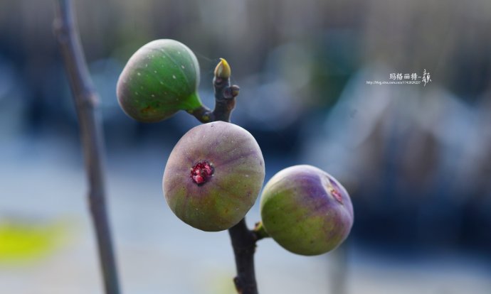 最漂亮的无花果树,高清无花果美图