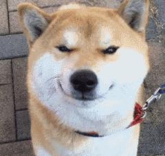 “中国土狗”比“日本土狗”差在哪里？