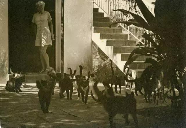 猫人，真正的猫与艺术，猫与我，还有诗