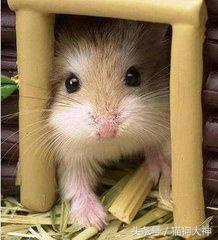 养仓鼠该怎么养不让它咬你,混养仓鼠的正确方法