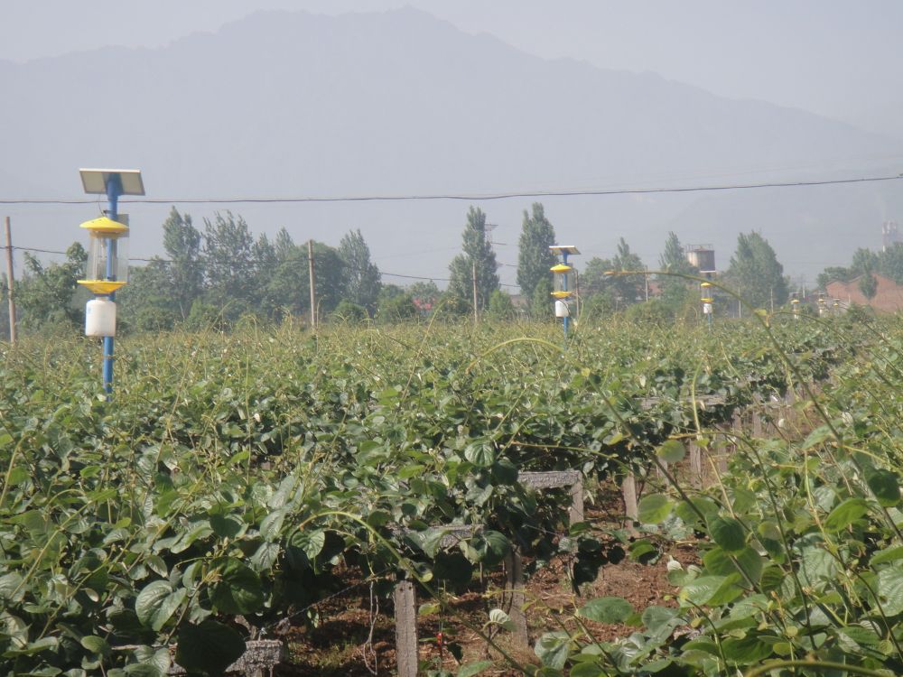 陕西眉县猕猴桃走向世界,陕西眉县猕猴桃与山东博山猕猴桃