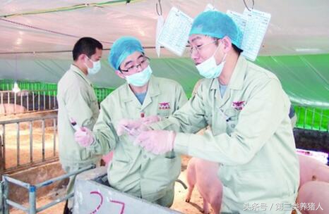 职业养猪人的故事:我在这场工作的那些年那些事