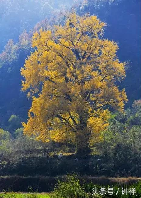 钟祥还能不能去,对不起我要离开了文章