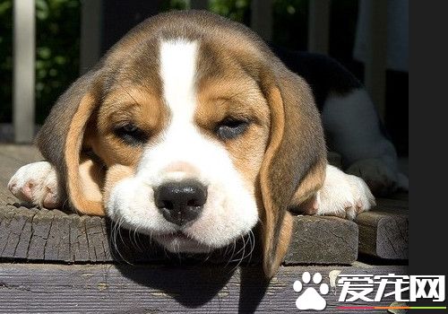 大体比格犬和小体比格犬哪种实用,赛级比格犬和普通比格犬什么区别