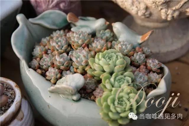 老桩大群多肉,大盆群生老桩图片大全