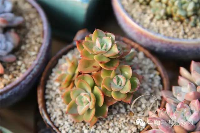 老桩大群多肉,大盆群生老桩图片大全