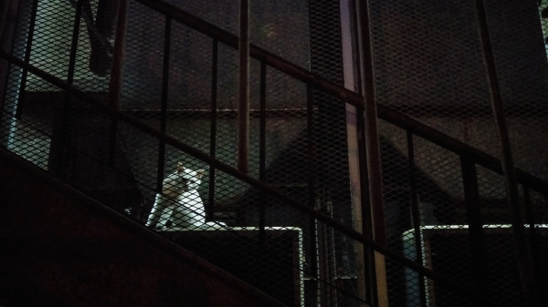 拍照体验好的手机,opporeno7pro拍照评测