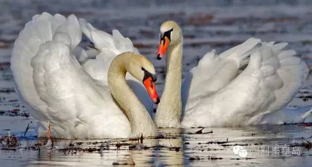 秦皇岛观鸟最有名的鸟,秦皇岛有哪些鸟