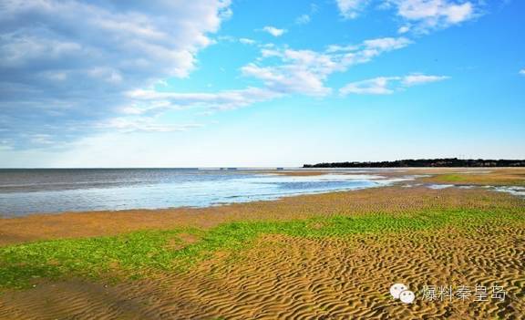 秦皇岛观鸟最有名的鸟,秦皇岛有哪些鸟