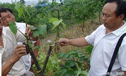 核桃树现在怎样嫁接成活率高,核桃树最新嫁接方法成活率高