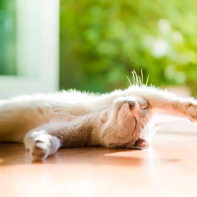 还在为家里掉的头发烦恼,还在为衣服上的猫毛而烦恼吗