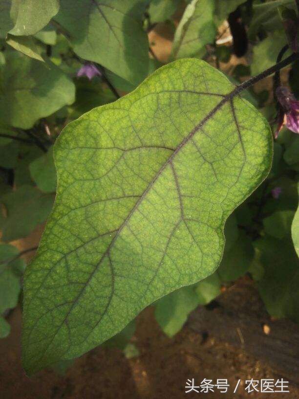 小白菜叶子烂了是什么原因,小白菜根部烂掉是怎么回事