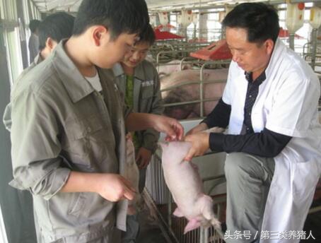 职业养猪人的故事:我在这场工作的那些年那些事