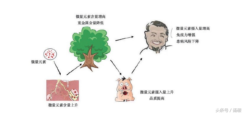 补充维生素锌硒如何食补,什么水果可以补充维生素钙铁锌硒