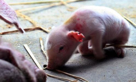 为什么脐带粗的仔猪成活率高,初生仔猪八字腿成活吗