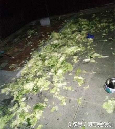 哈士奇长的可爱,你家哈士奇真的不会自卑吗