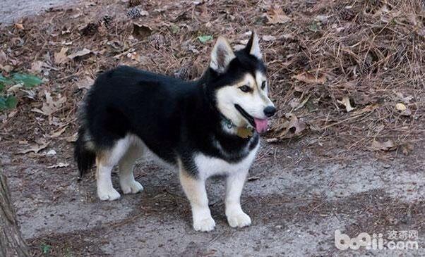 这十种狗的出现刷新了我的认知,6种可爱又好养的狗