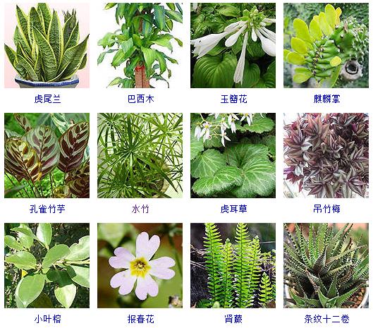 水养植物哪些最好养,水养小盆栽植物有哪些