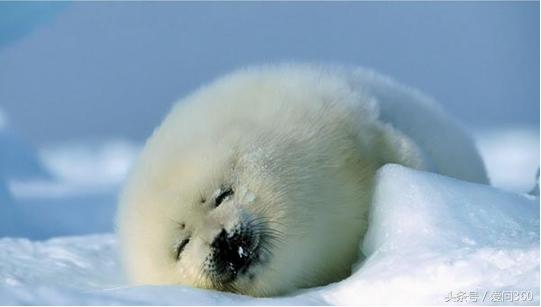 宝和堂海狗丸和神盾海狗丸哪个好,济众堂海狗丸和神盾海狗丸哪个好