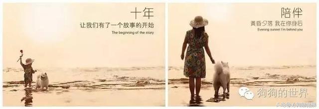 狗狗美丽第一大杀手：泪痕问题全分析！