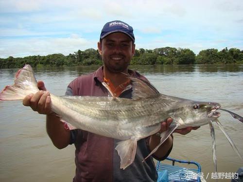 亚马逊钓鱼钓到最大的鱼,亚马逊钓到1吨的鱼