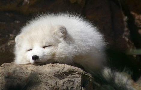 怎样辨别狐狸毛的真假,狐狸毛皮草怎么辨别真伪