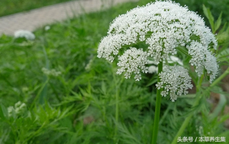 一味形似小伞的植物，却是治疗妇科炎症的良药！