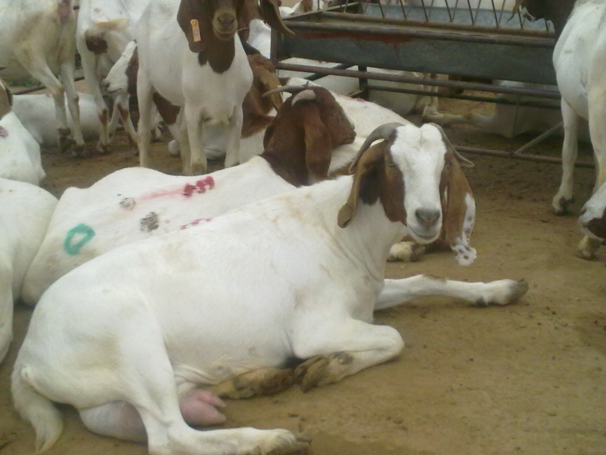 羊产道炎症的综合防治措施