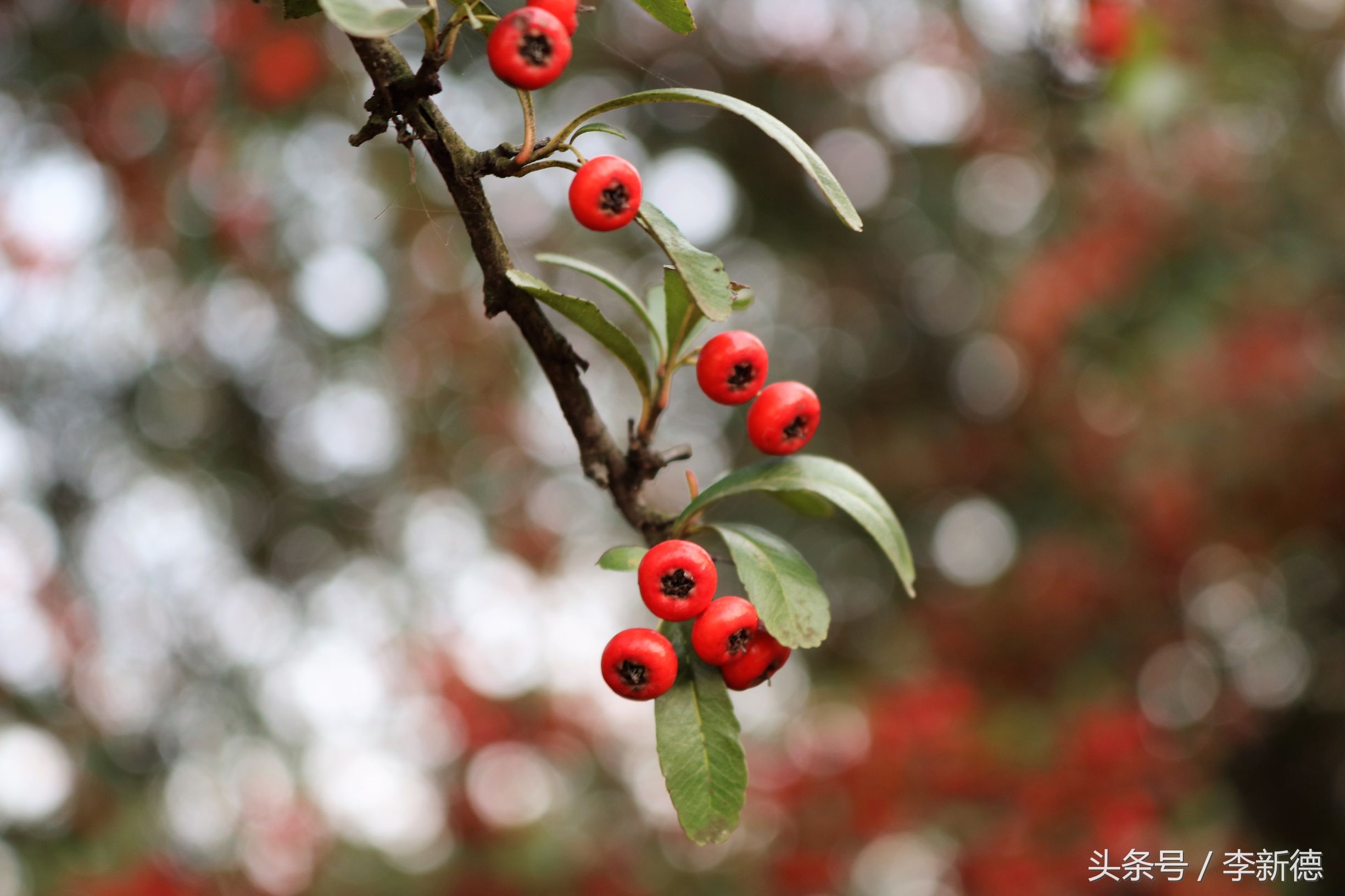 佳能18-200与腾龙16-300画质比较,佳能80d18-135跟腾龙18-200哪个好