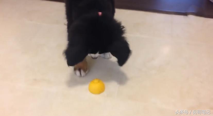 狗狗吃了一口柠檬有事吗,狗狗吃柠檬会有什么样的反应