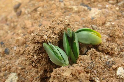 阳台种蔬菜种子的方法和技巧,阳台韭菜种子怎么样好发芽