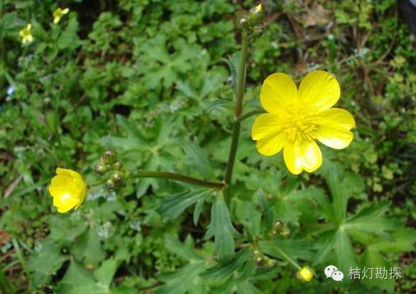 在野外什么千万别碰,这些植物千万不要乱碰