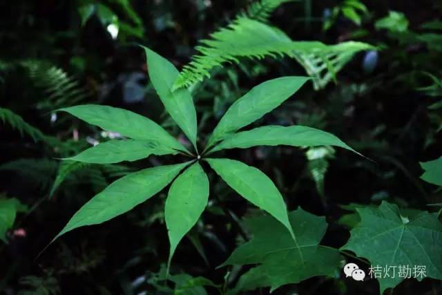 在野外什么千万别碰,这些植物千万不要乱碰