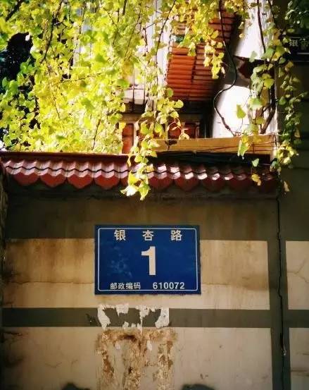 成都最后的银杏,成都附近最值得看的银杏