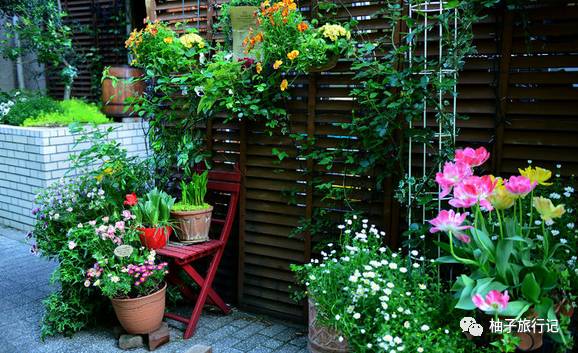 樱花旅行记全集视频,樱花季日本14天旅游攻略