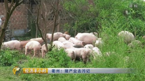 养猪致富2021,养猪致富猪大肠