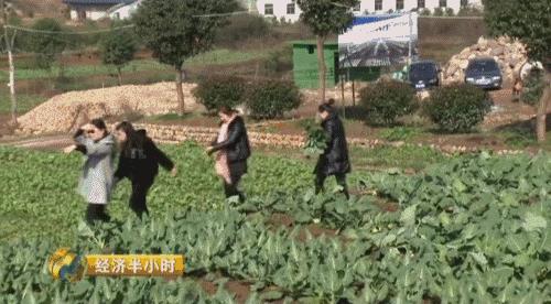 养猪致富2021,养猪致富猪大肠