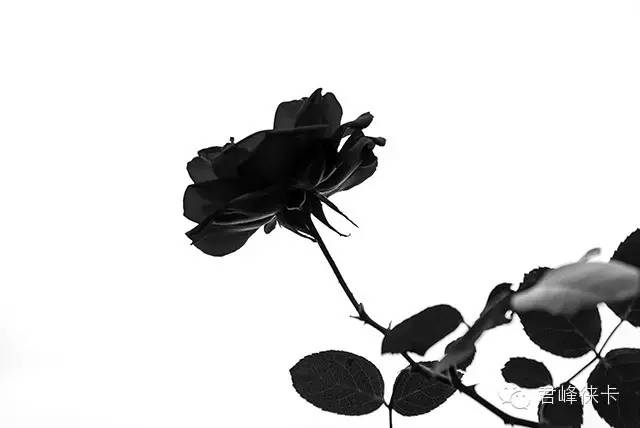 摆脱新手摄影第一道门槛,徕卡相机怎么选择