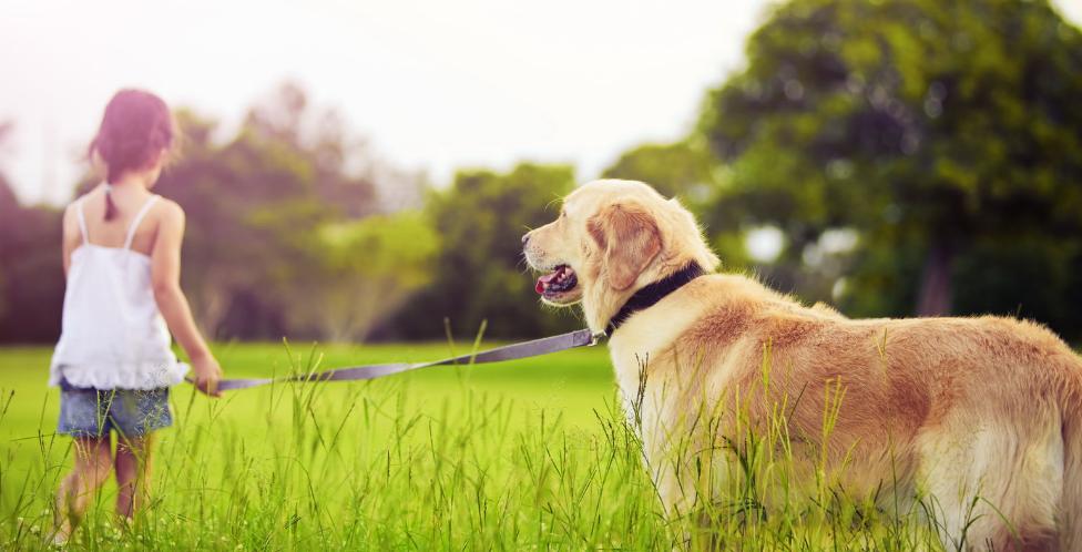 养狗之前请认真把这篇文章看完!