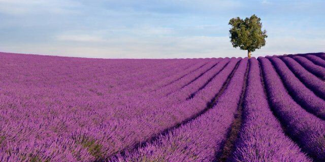 北京的薰衣草庄园门票,北京薰衣草庄园门头沟