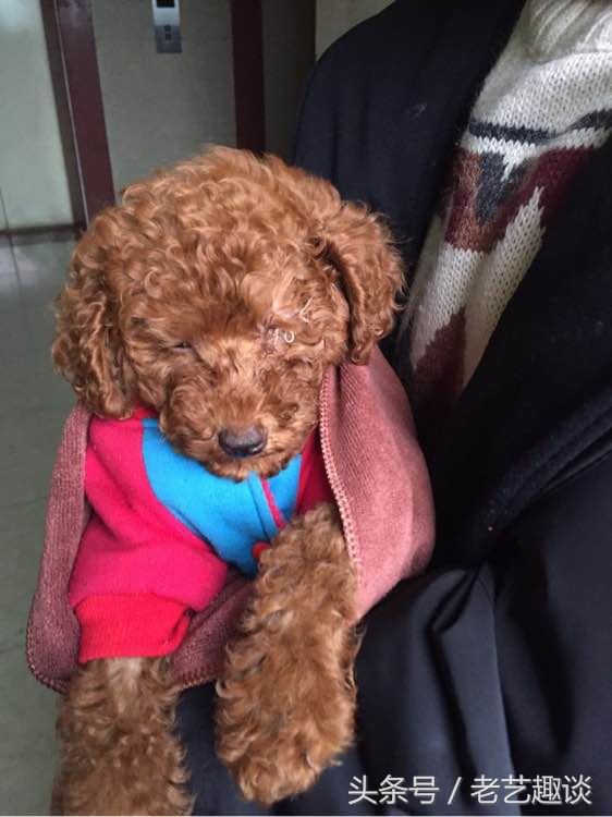 泰迪眼睛被咬处理方式是什么,泰迪被咬的位置毛变色了