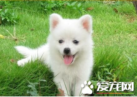 养银狐犬的人多么影响养银狐犬人数的因素