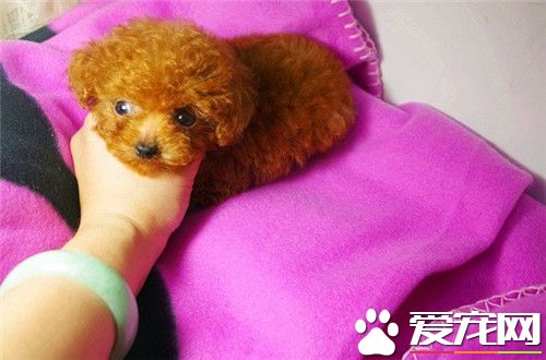 茶杯泰迪幼犬多久断奶,茶杯幼犬多少天可以断奶吃饭了